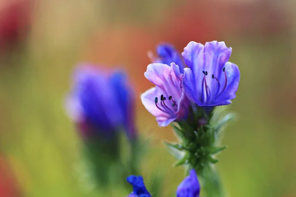 Virágzás vad virág — Stock Fotó