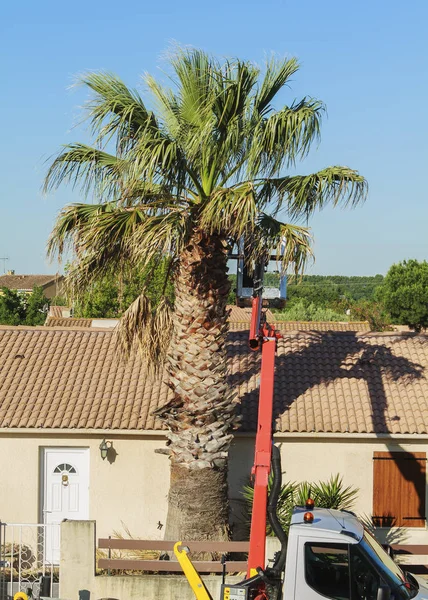 Tagliare un albero Immagine Stock