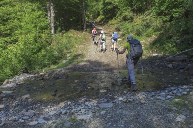 Ormanda yürüyen kadınlar