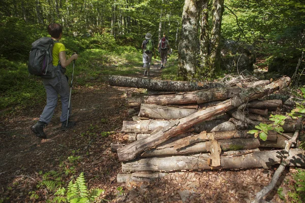 Mulheres caminhando na floresta — Fotografia de Stock