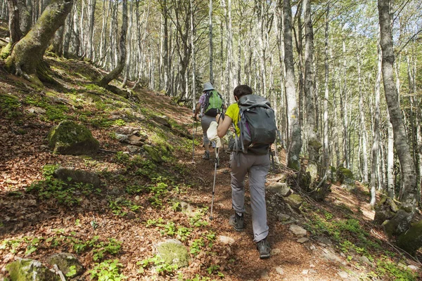 Women walking in the forest — Stock Photo, Image