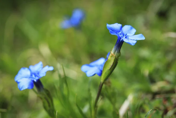 Bue hegyi virágok — Stock Fotó