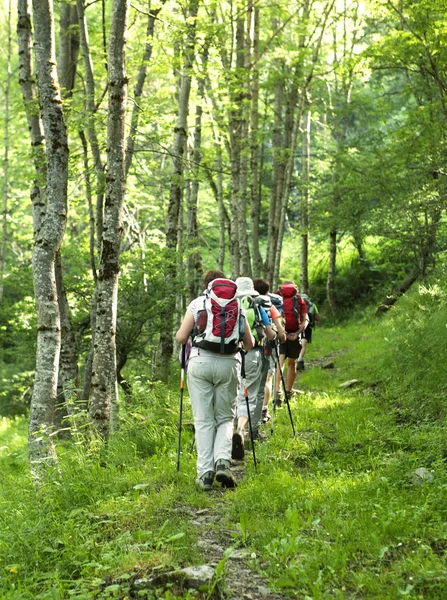 Femmes marchant dans la forêt — Photo