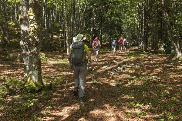 Жінки ходять в лісі Ліцензійні Стокові Фото