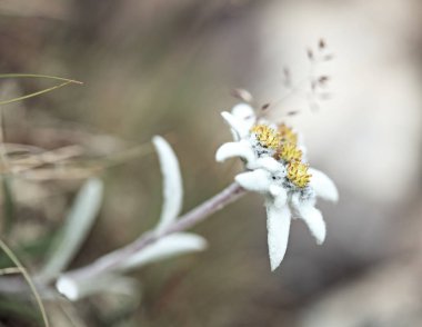 beautiful edelweiss flower clipart