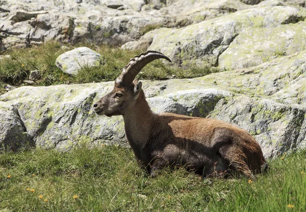 Ibex 躺在地上 — 图库照片