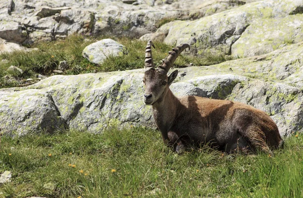 Ibex lying on the ground — Stock Photo, Image
