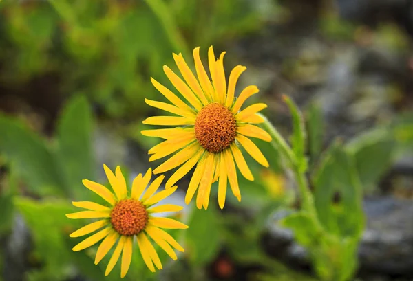 Sarı arnica çiçekler