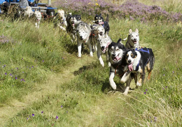 Kızak köpekleri ekibi — Stok fotoğraf