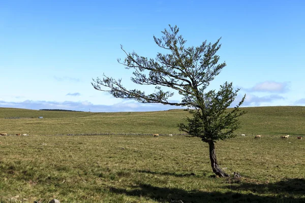 Alberi e prati — Foto Stock