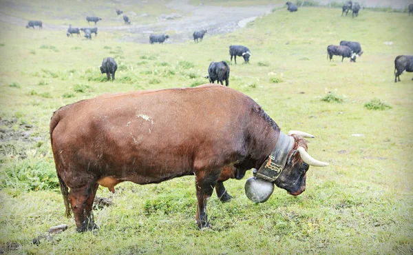 Стада великої рогатої худоби — стокове фото