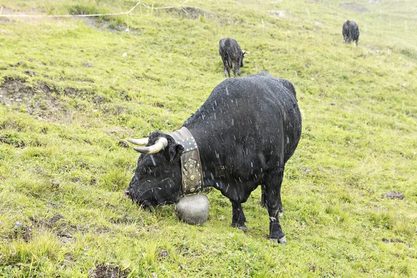 Besättningen av nötkreatur — Stockfoto