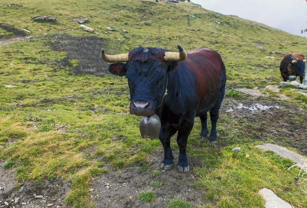 Herd of cattle — Stock Photo, Image