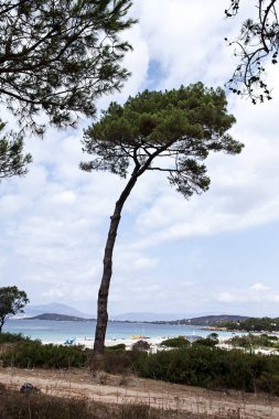 ağaç ve plaj