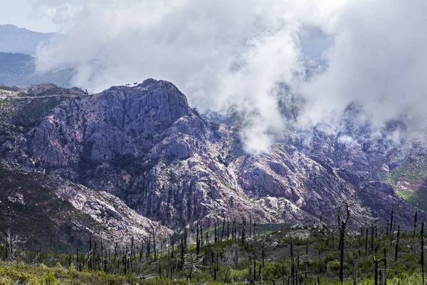 Corsica'deki / daki ekolojik felaket — Stok fotoğraf