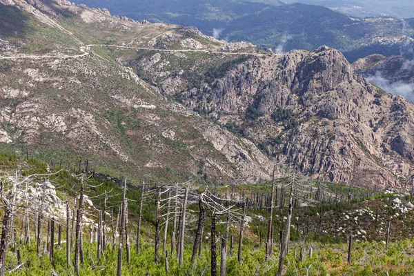 Ekologisk katastrof i Korsika — Stockfoto