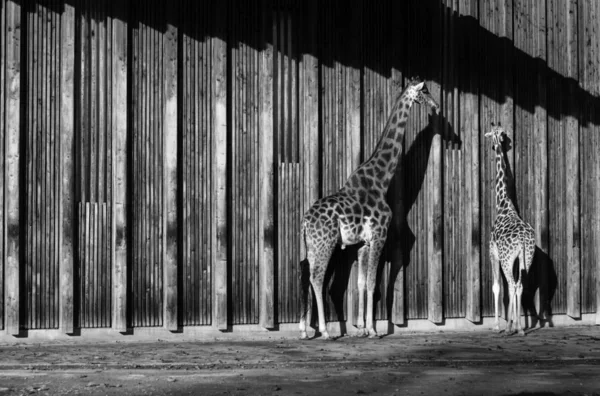 giraffes at sun in black and white