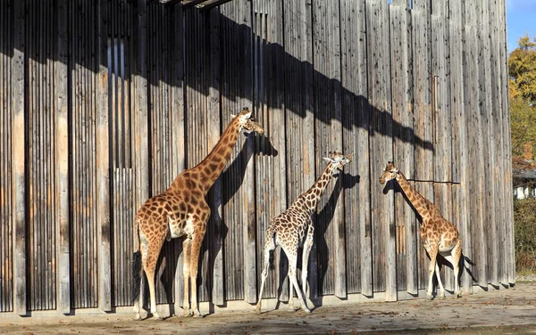 Jirafas Sol Zoológico — Foto de Stock