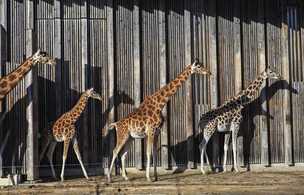 Jirafas Sol Zoológico — Foto de Stock