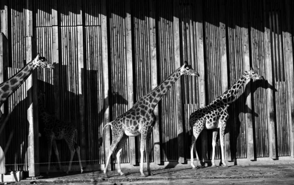 Giraffe Sole Bianco Nero — Foto Stock