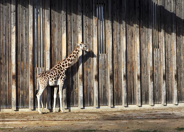 Giraffe Sole Uno Zoo — Foto Stock