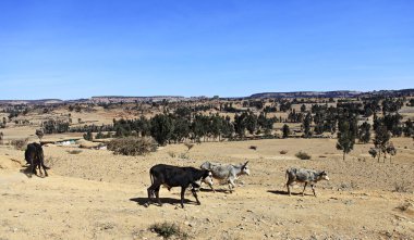 Etiyopya Peyzaj ve inekler