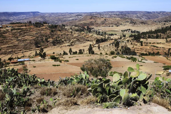 埃塞俄比亚风景与仙人掌在前景 — 图库照片
