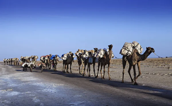 Cammelli Caravan Nel Deserto Etiopico — Foto Stock