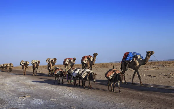 骆驼旅行车运输盐 — 图库照片