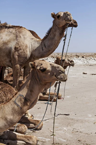 Cammelli Nel Deserto Etiopico — Foto Stock