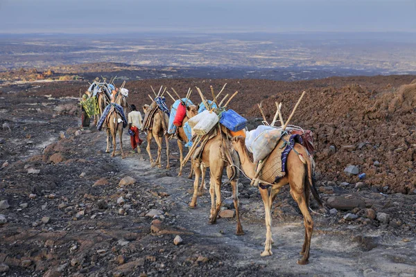 Carovana Cammelli Etiopia — Foto Stock