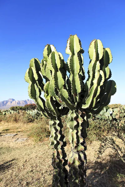 Cactus Ethiopian Landscape — Stock Photo, Image