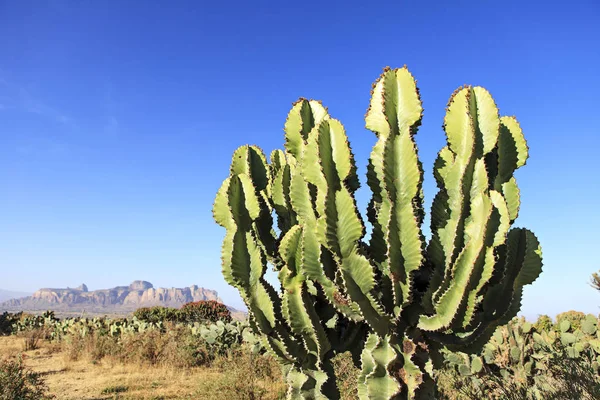 Cactus Foreground — Stock Photo, Image