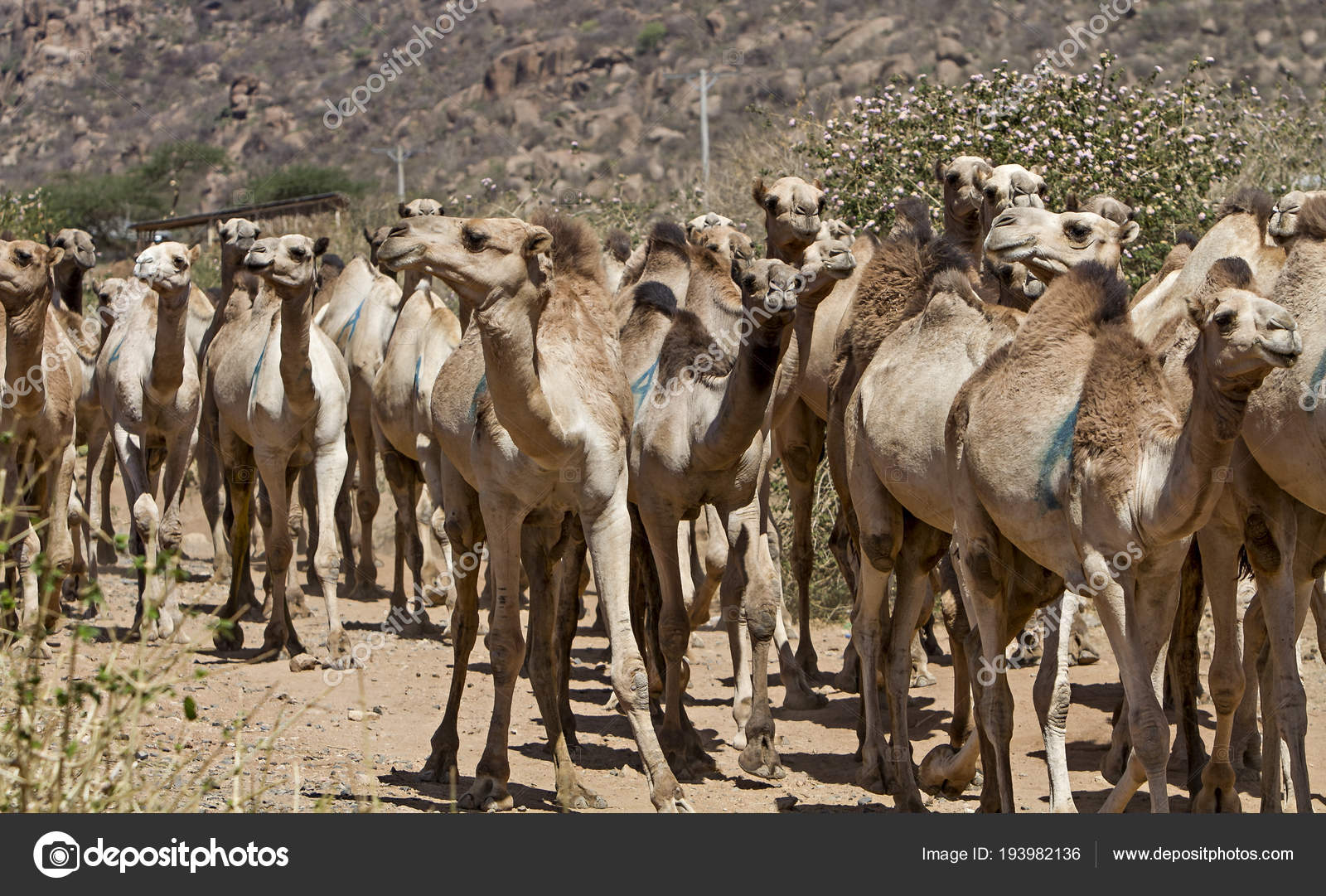 Manada Camelos Etiópia — Foto © delkoo #193982136, image size:1600x1081