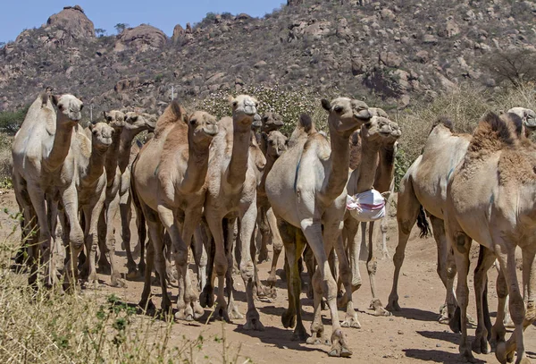 Стадо Верблюдов Эфиопии — стоковое фото