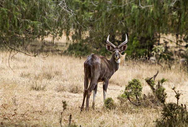 Männliche Antilope Äthiopien — Stockfoto