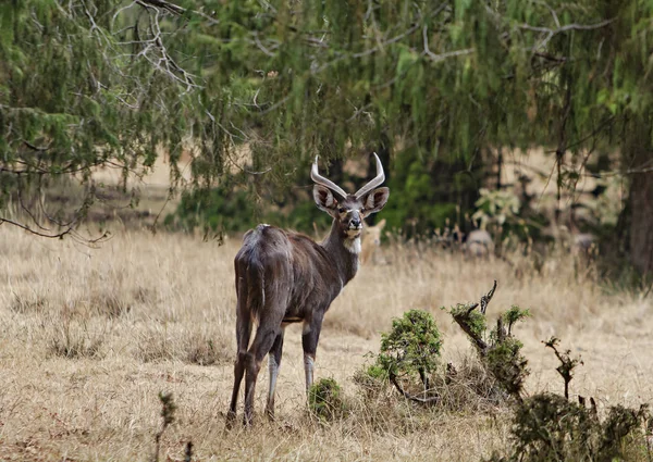 Antílope Macho Etiópia — Fotografia de Stock