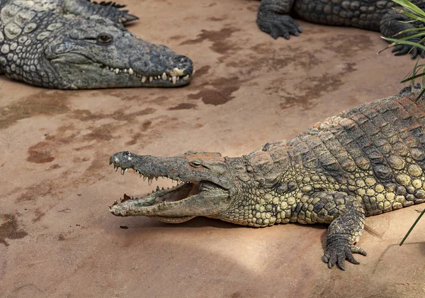 Crocodili Întinși Malul Râului — Fotografie, imagine de stoc