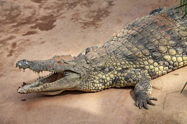 Crocodil Culcat Malul Râului — Fotografie, imagine de stoc