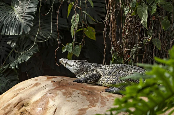 Crocodili Întinși Malul Râului — Fotografie, imagine de stoc