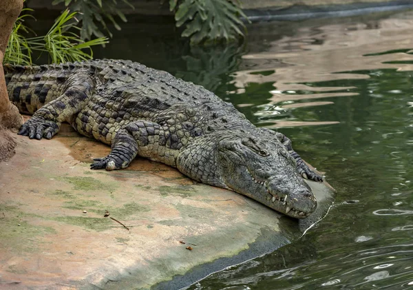 Crocodili Întinși Malul Râului — Fotografie, imagine de stoc