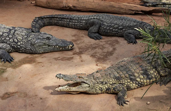 Crocodilos Deitados Margem Rio — Fotografia de Stock