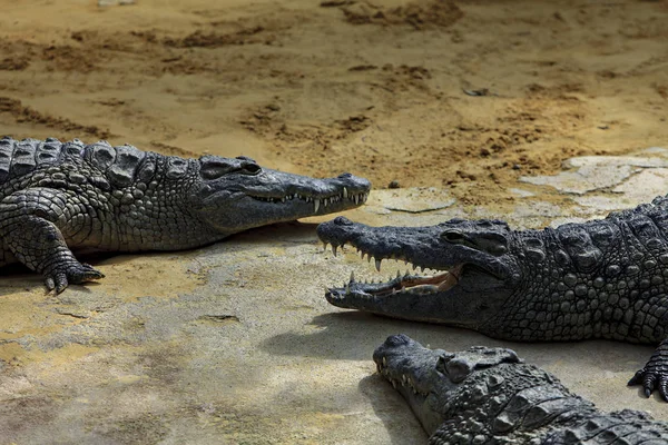 Crocodili Întinși Malul Râului — Fotografie, imagine de stoc