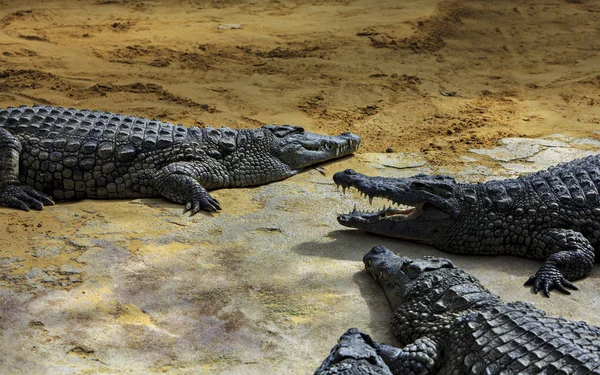 Krokodillen Liggen Rivieroever — Stockfoto