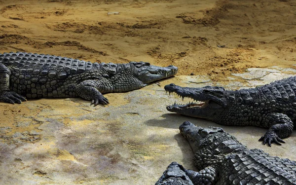 Crocodili Întinși Malul Râului — Fotografie, imagine de stoc