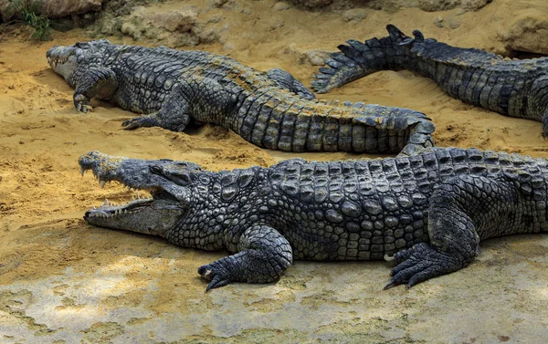 Крокодили Лежать Березі Річки — стокове фото