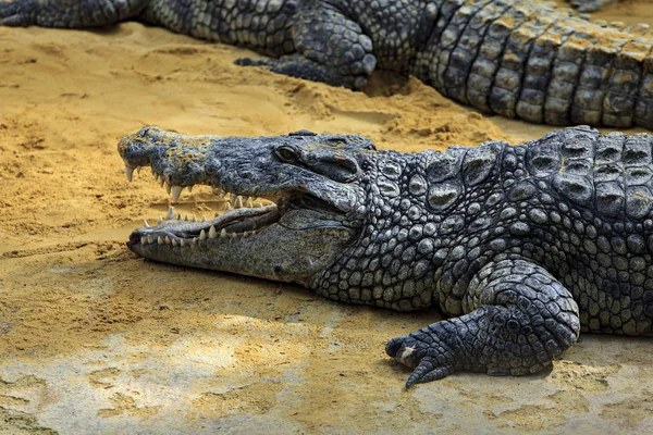 Crocodiles Green Water — Stock Photo, Image