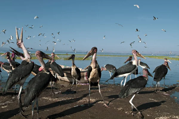 Skupina Etiopské Marabouts Okraji Jezera — Stock fotografie