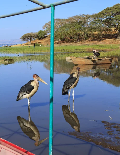 Gruppo Marabù Etiopi Margini Del Lago — Foto Stock