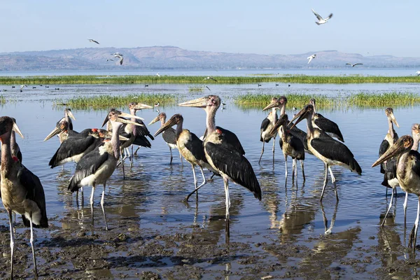 Gruppe Äthiopischer Marabouts Ufer Des Sees — Stockfoto